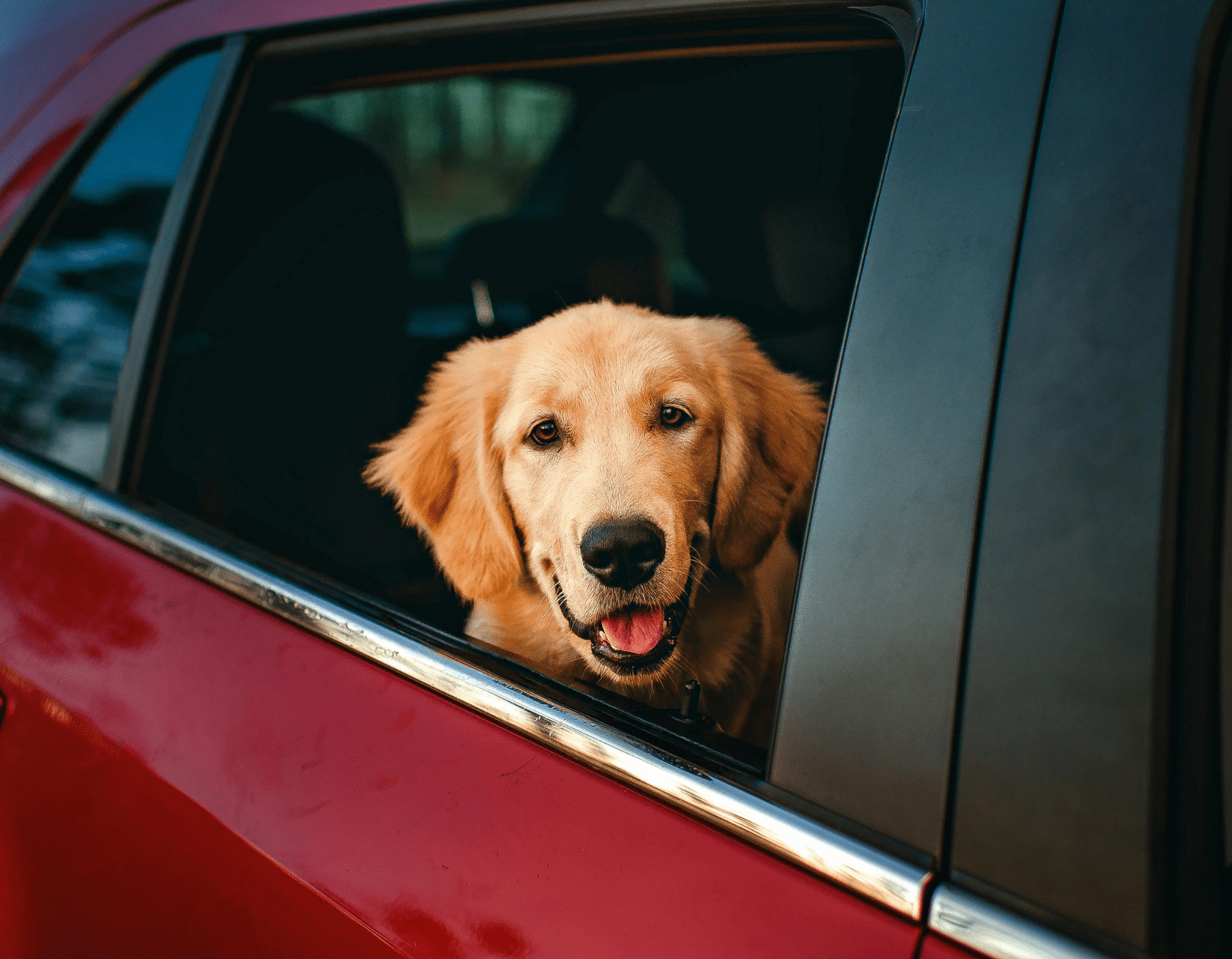 Putovanje sa psom – auto ili zrakoplov?