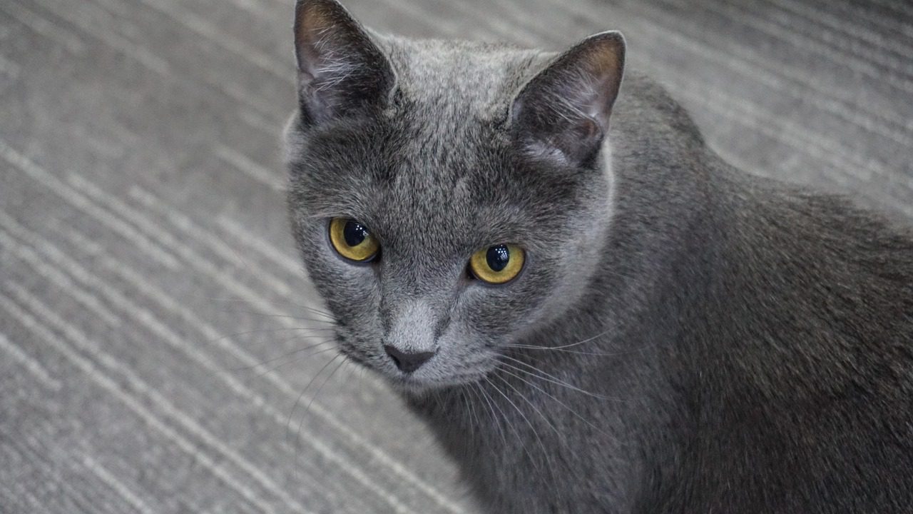 Zvukovi mačaka: što zapravo znače mijaukanje, predenje i siktanje