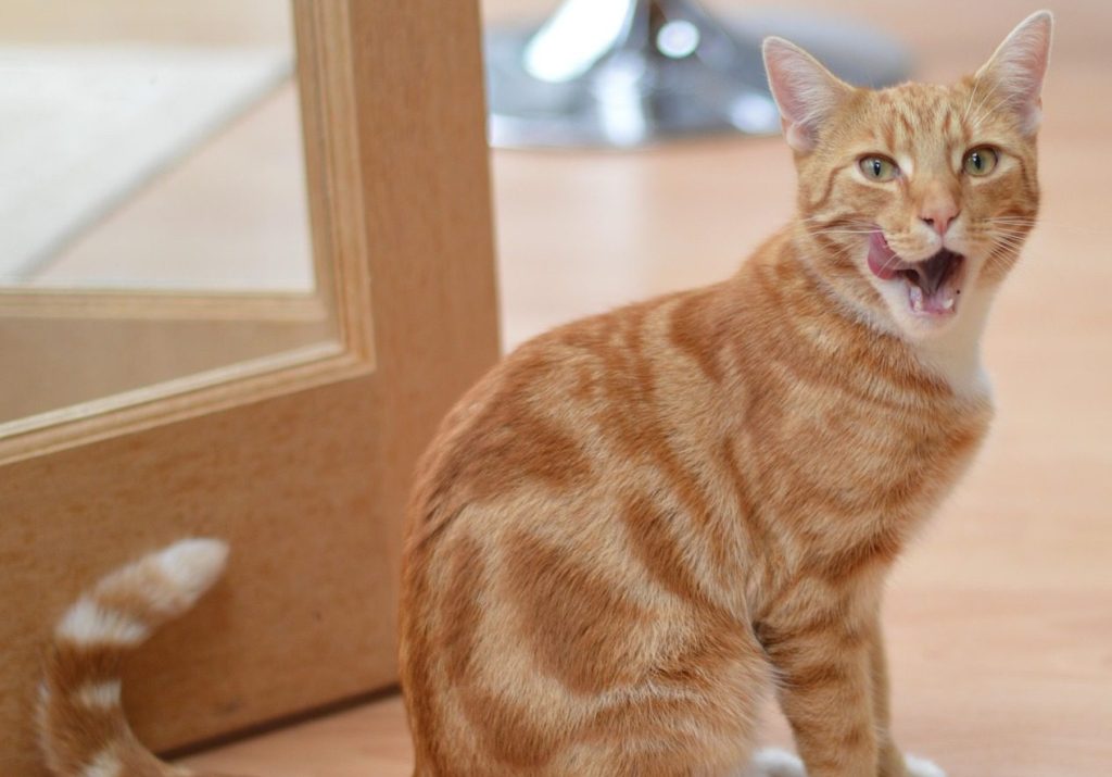 Mokra vs. suha hrana za mačke: što je bolji izbor?