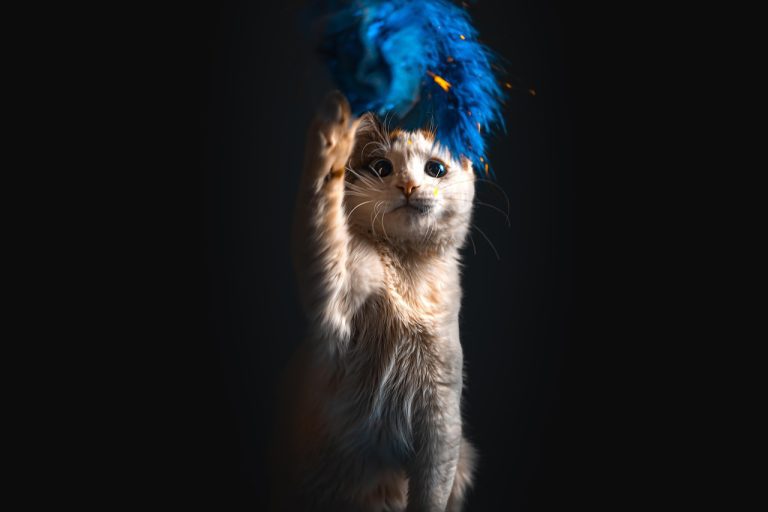 Najbolje igračke koje potiču aktivnost mačke