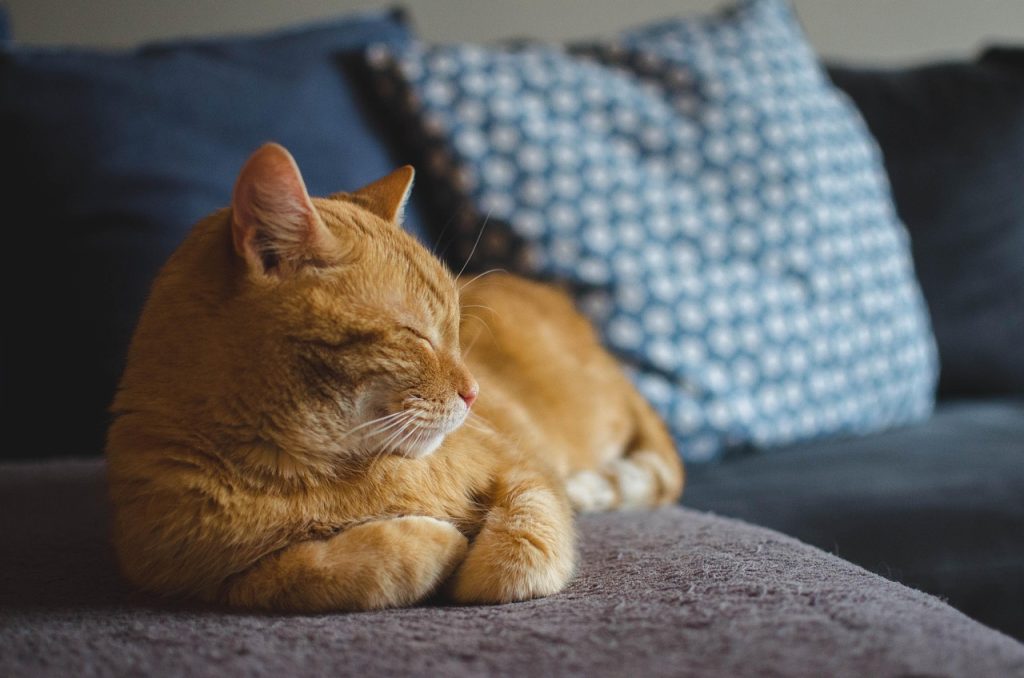 cat, red cat, pet, cat's eyes, lying cat, dream, domestic cat, a well-groomed cat, calm cat, relaxation, sleeping cat, animal, rest, dachowiec