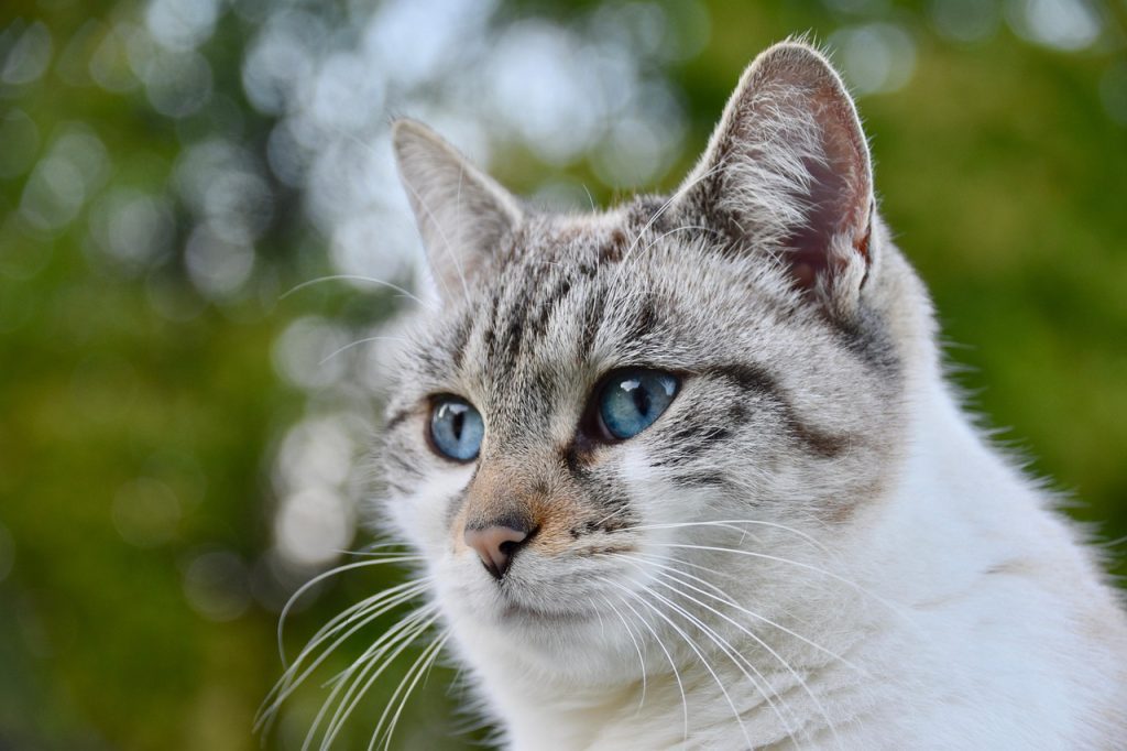cat, feline, alley cat, outside, young cat, pet, animal, nala pussy, blue, green, nature, pussy cloud
