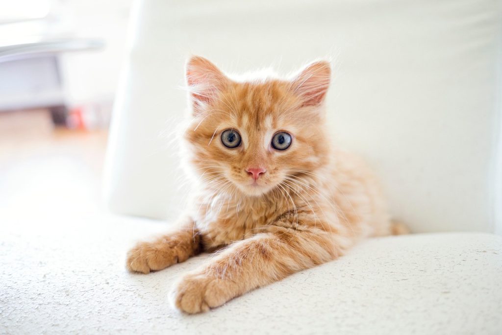 cat, kitten, tabby, pet, kitty, young cat, animal, domestic cat, feline, mammal, nature, cute, adorable, portrait
