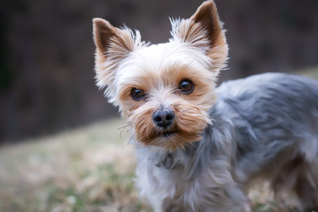 yorkshire terrier, dog, pet, yorkie, small dog, animal, domestic dog, purebred dog, canine, mammal, cute, nature, closeup, animal portrait
