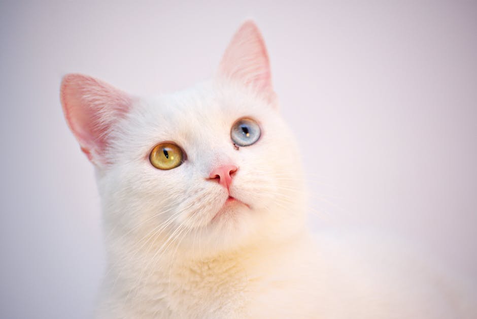 A fluffy white cat with one blue and one yellow eye, showcasing its striking heterochromia.