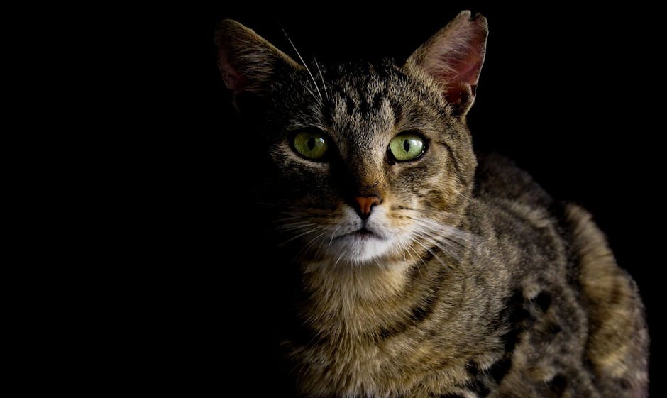 Close-up of a tabby cat with striking green eyes in a dark setting.