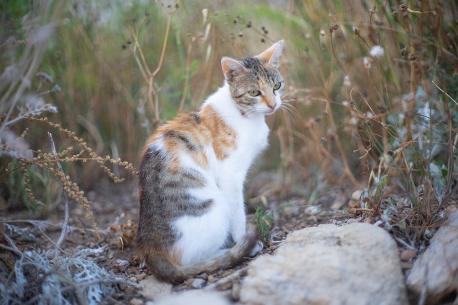 Jesu li mačke izvorno pustinjske životinje?
