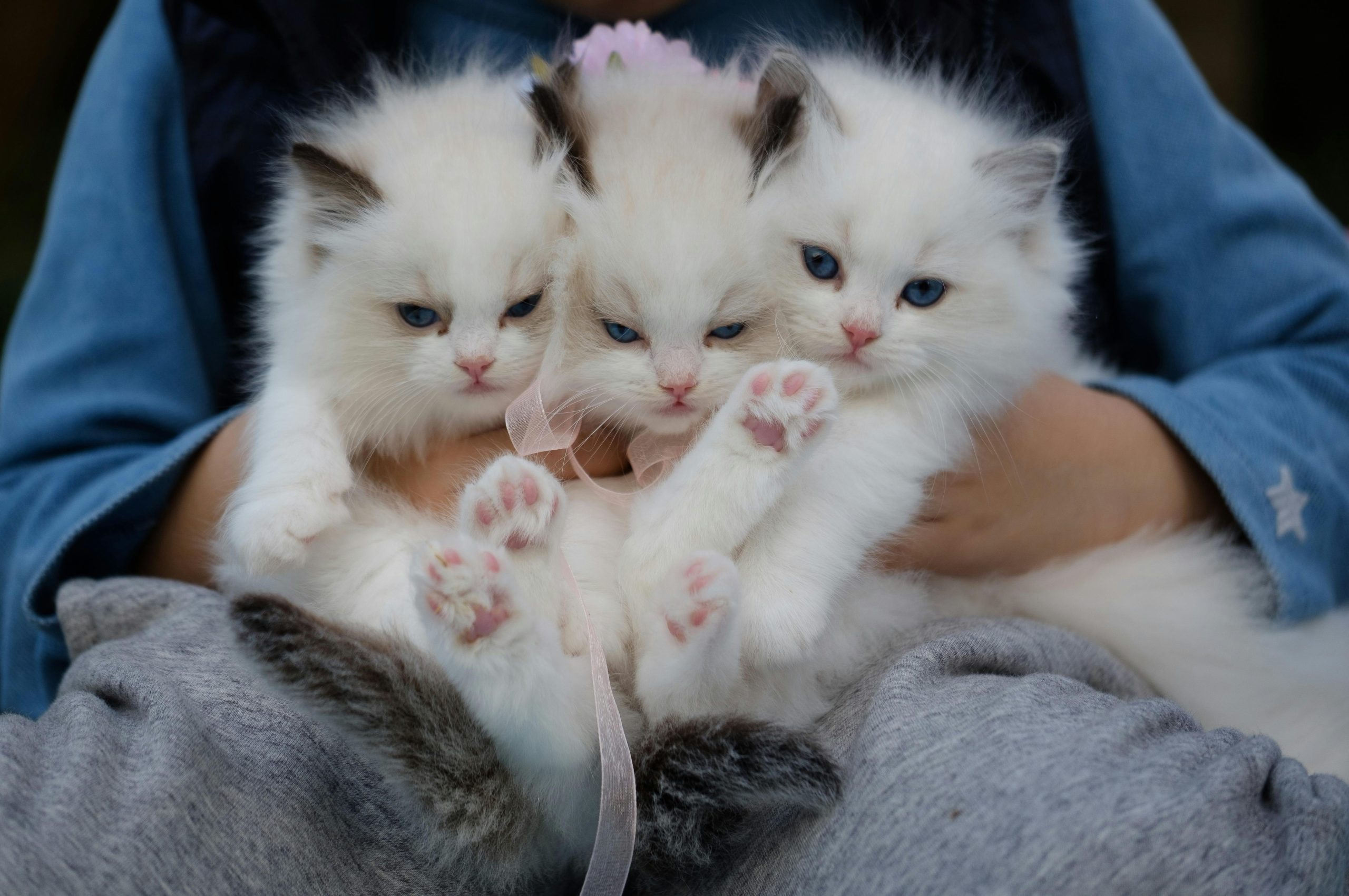 Ragdoll mačka – karakter, njega i cijena