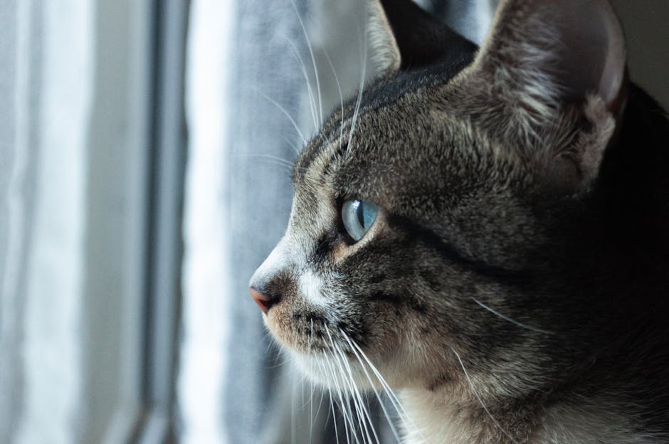 Kako mačke vide svijet i boje oko sebe