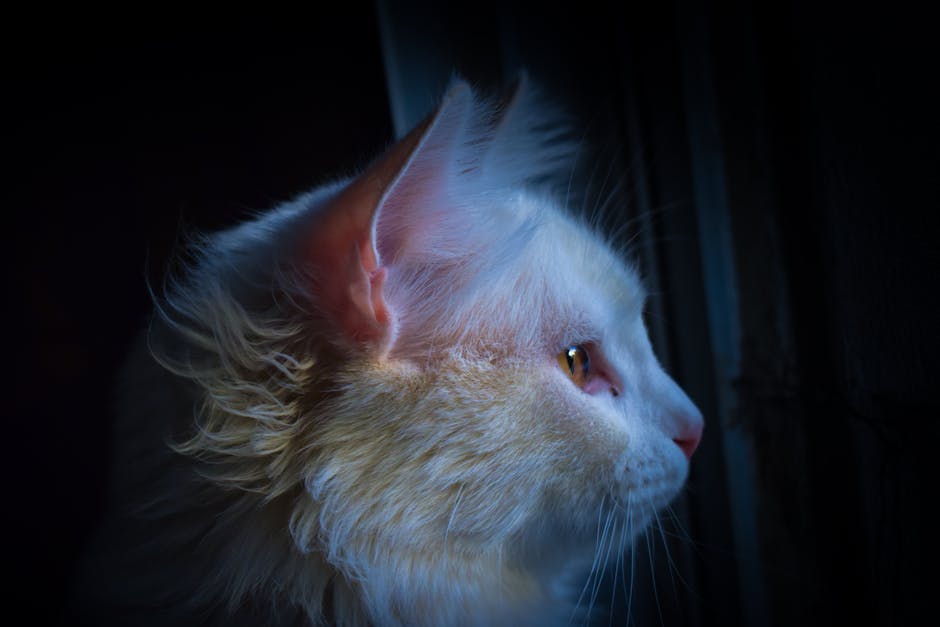 Side profile of a fluffy white cat with golden hues gazing out into the night.