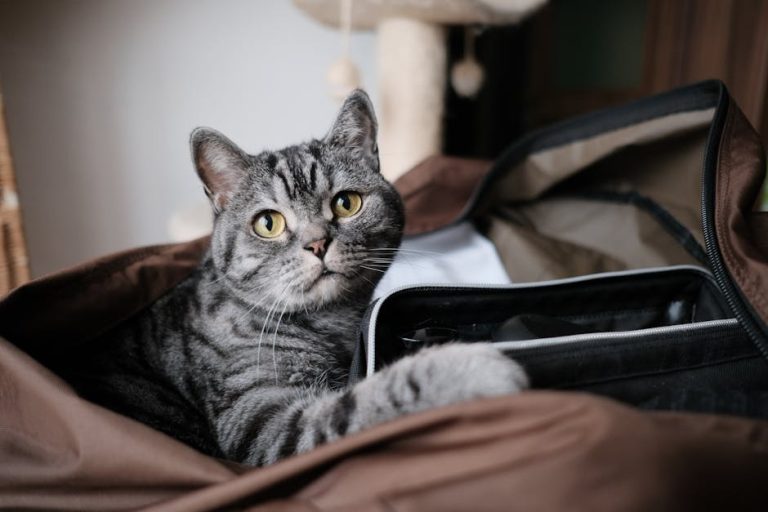 10 znakova da vam mačka vjeruje