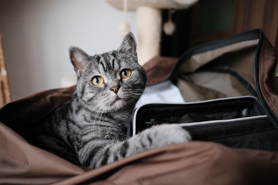 10 znakova da vam mačka vjeruje