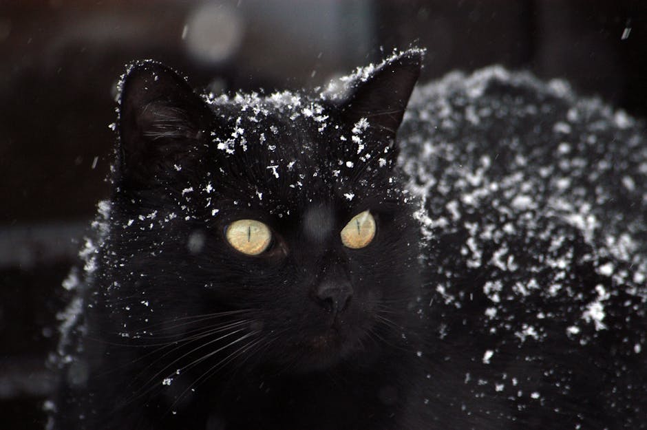 Close-up of a black cat with snowflakes on fur during a winter day, showcasing its striking yellow eyes.