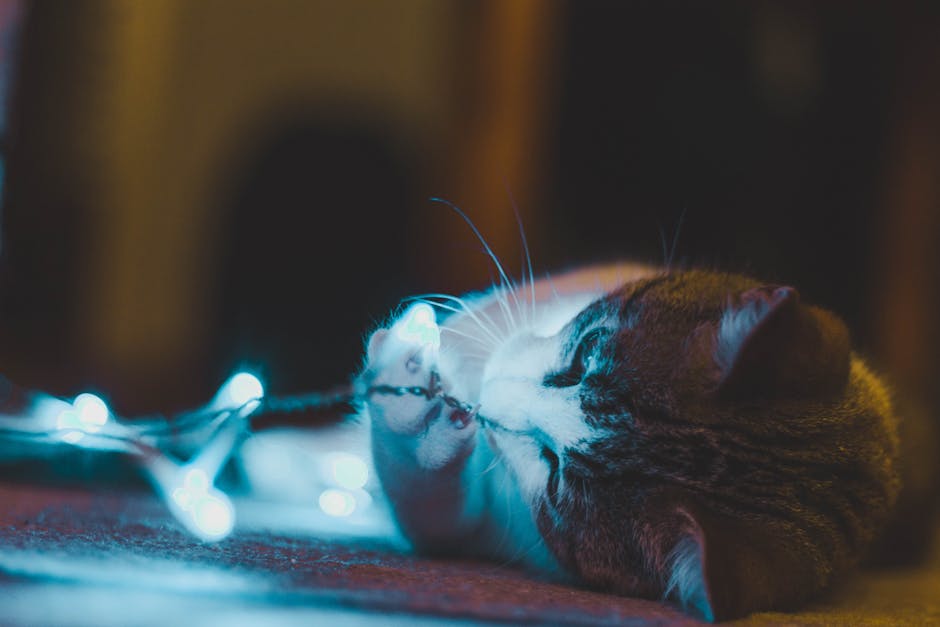 Adorable tabby cat playing with sparkling string lights indoors, creating a warm and cozy atmosphere.