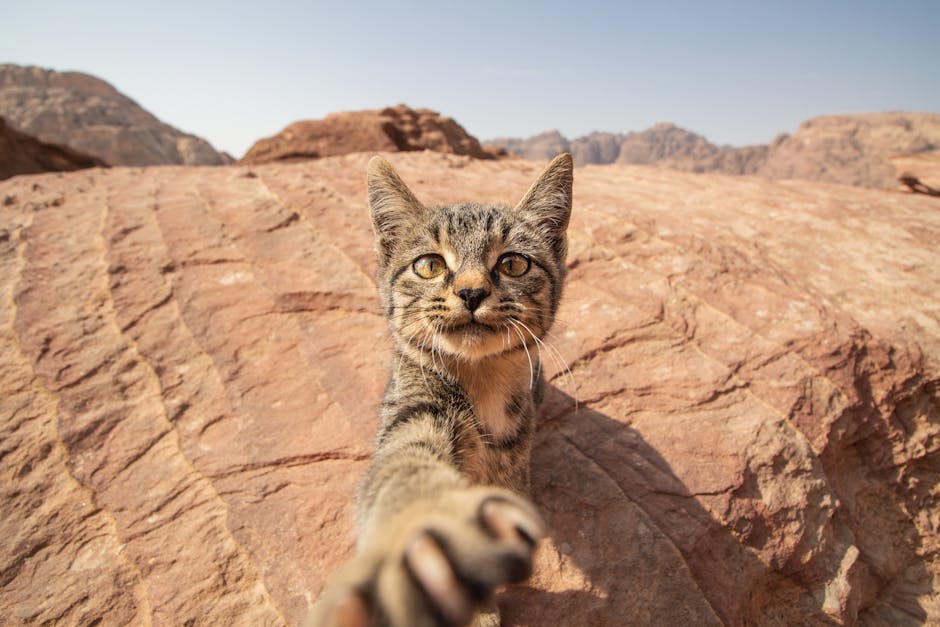 A playful kitten extends its paw on the rocky terrain of Wadi Musa, Jordan.