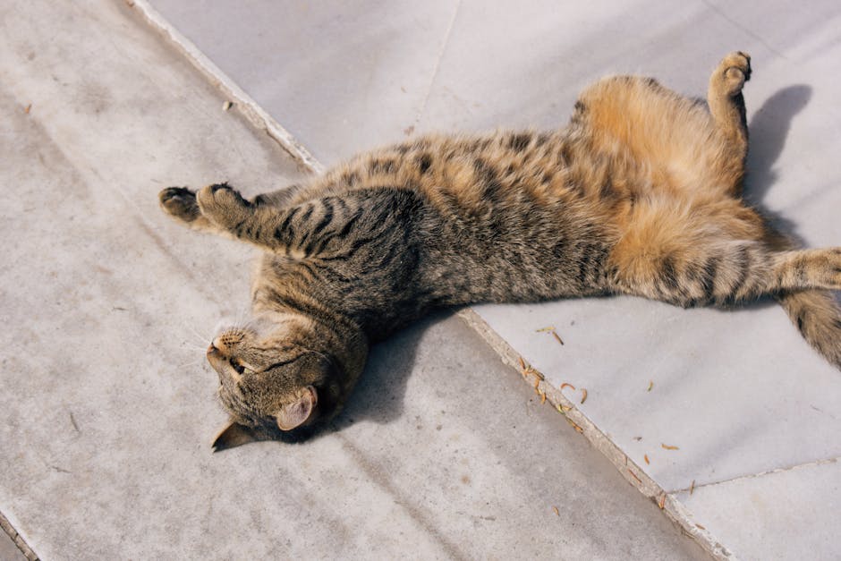 10 znakova da vam mačka vjeruje