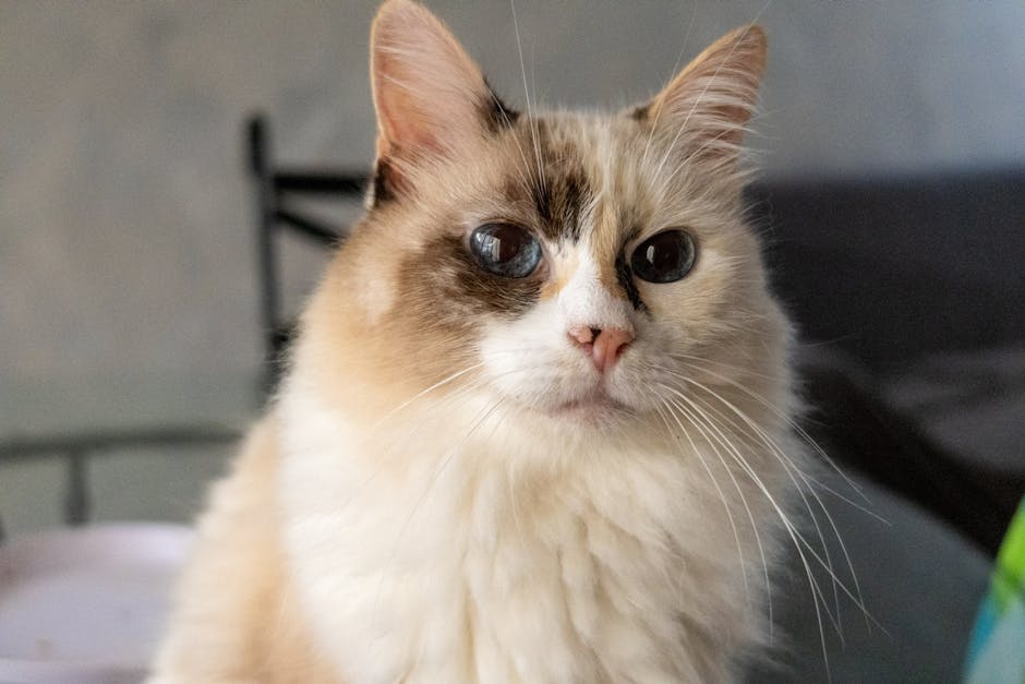 Free stock photo of cat, cat lovers