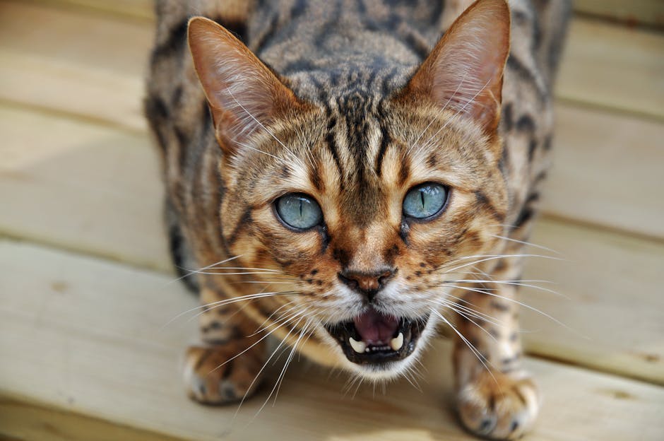 Zvukovi mačaka: što zapravo znače mijaukanje, predenje i siktanje