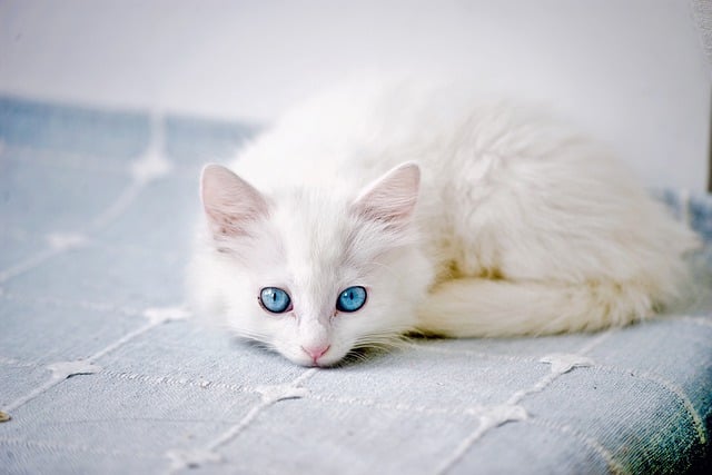 Pravilna prehrana za mačiće