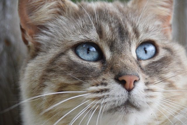 cat, feline, blue eyed cat, nature, european cat, whiskers, fur, pet, animal