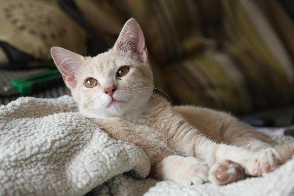 Taurin za mačke – zašto je toliko važan?