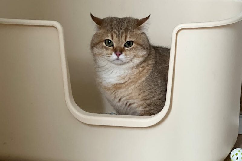 Zašto mačka mokri pored pijeska? Uzroci i rješenja